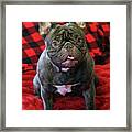 Who's The Cutest? Framed Print