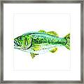 Large Mouth Bass Framed Print
