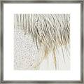 Wild At Heart - Horse Art Framed Print