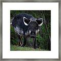 Wild Boar Framed Print