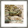 Wild Captive - Mojave Green Rattlesnake Framed Print