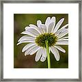 Wild Forest Daisy Framed Print