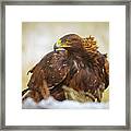 Wild Golden Eagle Portriat Framed Print