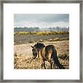 Wild - Horse Art Framed Print
