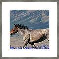 Wild Horse Framed Print