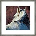 Wild Horse No. 3 Framed Print