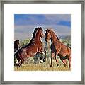 Wild Horse - On Hind Legs For The Fight Framed Print
