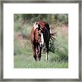 Wild Horses 11c Flax Framed Print