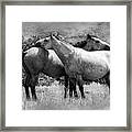 Wild Horses 2c Framed Print