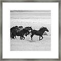 Wild Horses Dash Framed Print