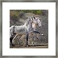 Wild Horses - Striking A Pose Framed Print