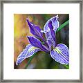 Wild Iris #1 Framed Print