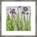 Wild Iris Framed Print