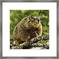Wild Marmot In A Tree Framed Print