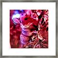 Wild Mouse In Christmas Tree Framed Print