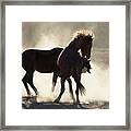 Wild Mustangs Fighting Framed Print