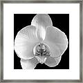 Wild Orchid Framed Print