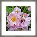 Wild Roses Framed Print