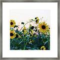 Wild Sunflowers Framed Print