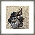 Wild Turkey Tom 3 Framed Print