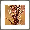 Wild Wheat 2 Framed Print