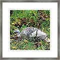 Wild White Turkey Framed Print