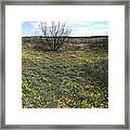 Wildflowers, Highway 256, Texas Panhandle Framed Print