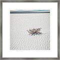 Wildflowers In The Sand Framed Print