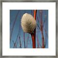 Willow Catkin Framed Print