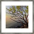 Willow Framed Print