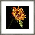 Wilting Sunflower #1 Framed Print