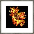 Wilting Sunflower #2 Framed Print