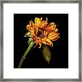 Wilting Sunflower #4 Framed Print