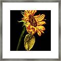 Wilting Sunflower #5 Framed Print