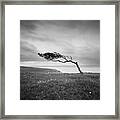 Windswept Tree On Went Hill Framed Print