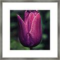 Wine Red Tulip Framed Print