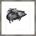 Winged Pig In Black And White Framed Print