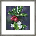 Winter Berries Holly And Mistletoe Framed Print