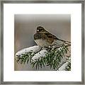 Winter Bird Framed Print