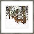 Winter Deer In The Woods Framed Print
