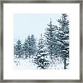Winter Evergreens Framed Print