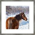 Winter Horse Framed Print