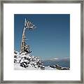 Winter Landscape In Snowy Mountains. Frozen Snowy Lonely Fir Trees Against Blue Sky. Framed Print