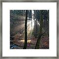 Winter Light In The Forest 2 Framed Print
