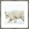 Winter Mountain Goat Framed Print
