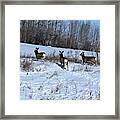 Winter Mule Deer Framed Print