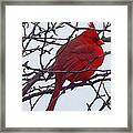 Winter Red Bird, A Cardinal In Winter Framed Print