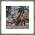 Winter Survivor Framed Print