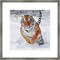Winter Tiger Framed Print