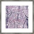 Winter Trees, Burghausen Framed Print